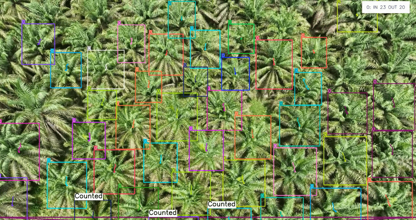 AI Canopy Detection